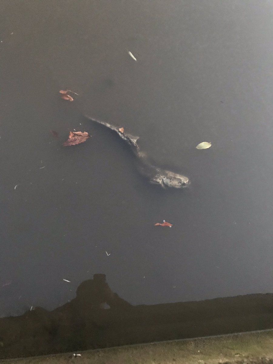 برچسب 池の水全部抜く در توییتر