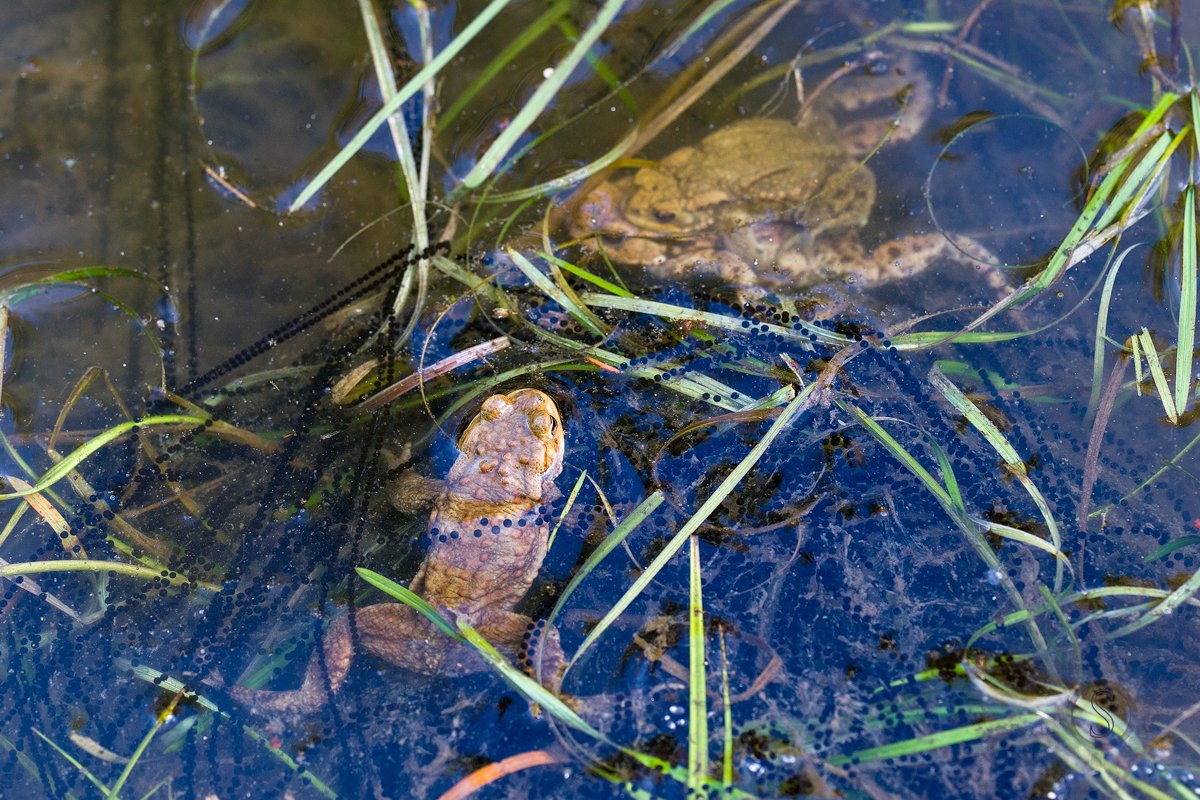 burgfee's tweet photo. #Ostereier mal anders in #Hülle_und_Fülle: Ein #Erdkrötenweibchen legt bis zu 6000 Eier ab - #Christenbergtour #Burgwald #Bufo_bufo #Frohe_Ostern! https://t.co/tUd3UkhRiH