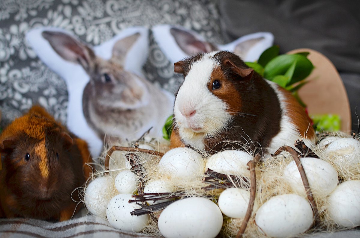 Happy Easter everyone. May you have a most wonderful day :)