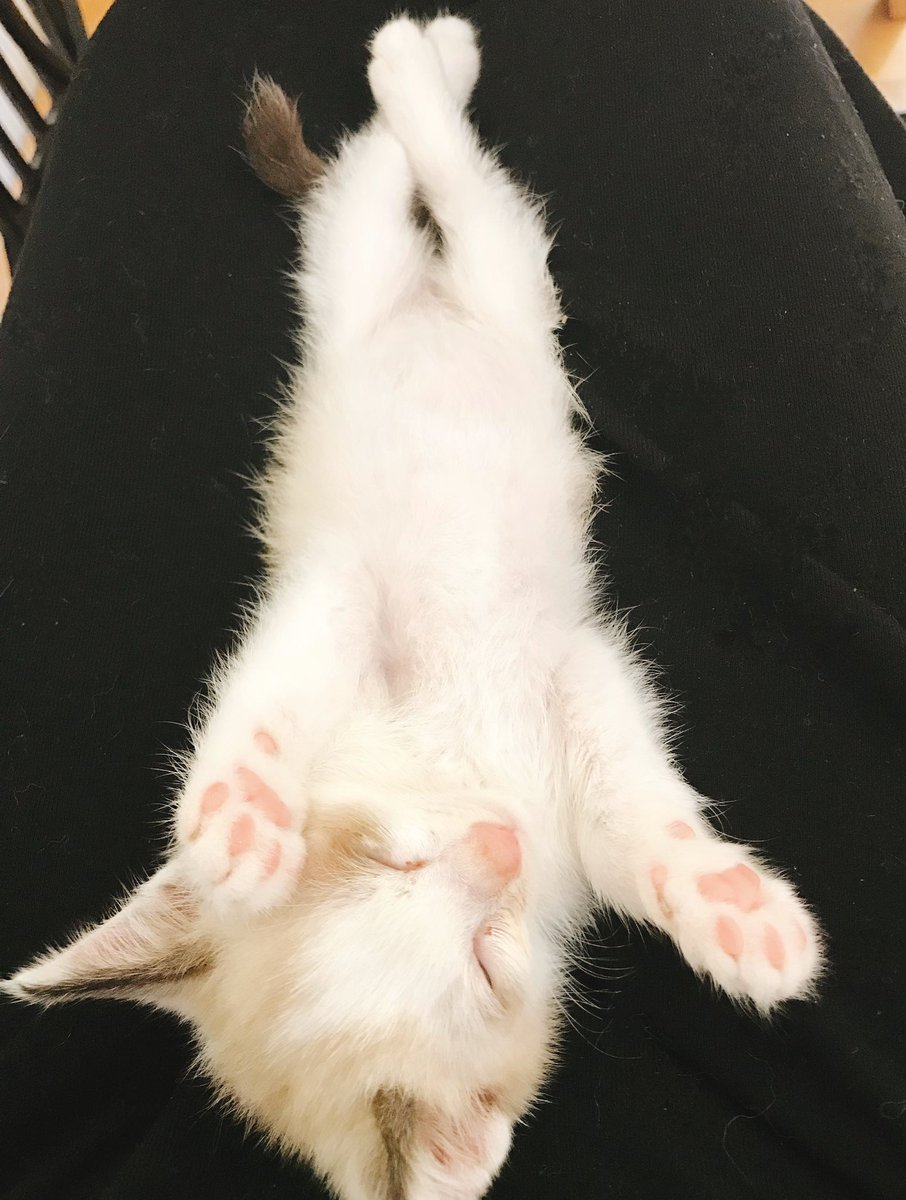 蛇蔵先生の まいにち育つ子猫 まとめ Togetter 蛇蔵先生の まいにち育つ子猫 まとめ Togetter