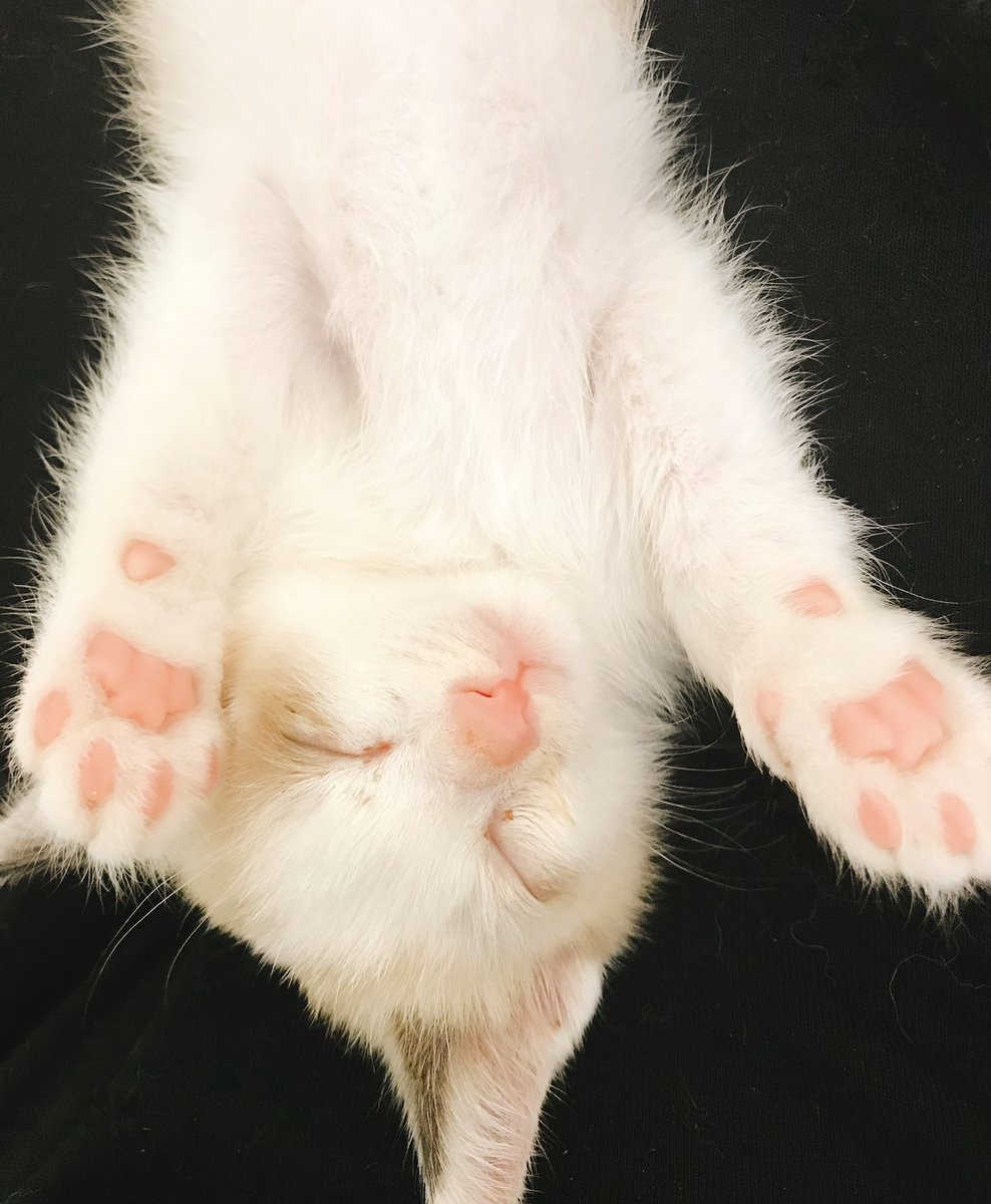 蛇蔵先生の まいにち育つ子猫 まとめ Togetter 蛇蔵先生の まいにち育つ子猫 まとめ Togetter