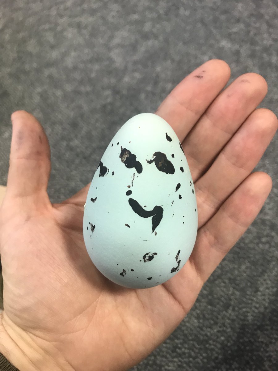 1/9 EASTER SEABIRD EGG ID CHALLENGE!I'm doing a PhD on pollutants in seabird eggs, can you recognise the eggs below?  All Irish seabirds & all photos taken under licence. Answers revealed Monday! 1st up, the happiest egg going...