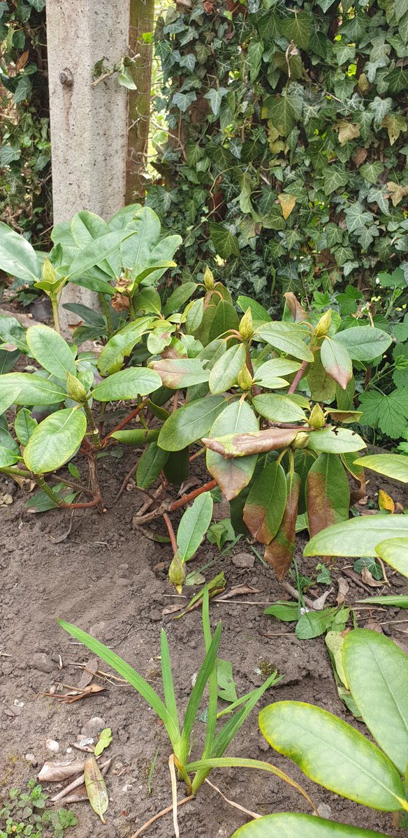 Brad84MJ's tweet photo. @The_RHS @christophhowell Can you help me please. What is wrong with my rhododendron? https://t.co/tWQOMX7AaV