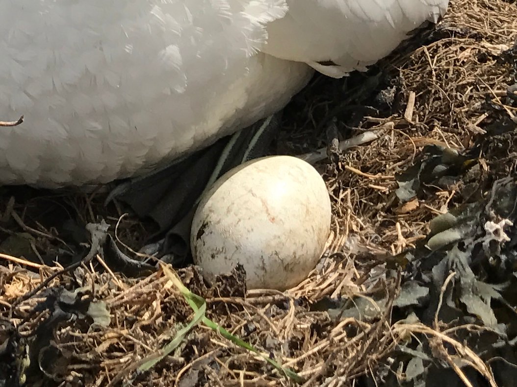 2/9 White eggs are hard to identify so I've cropped this pic so you can see a bit of the adult bird.Post your guesses under each pic!