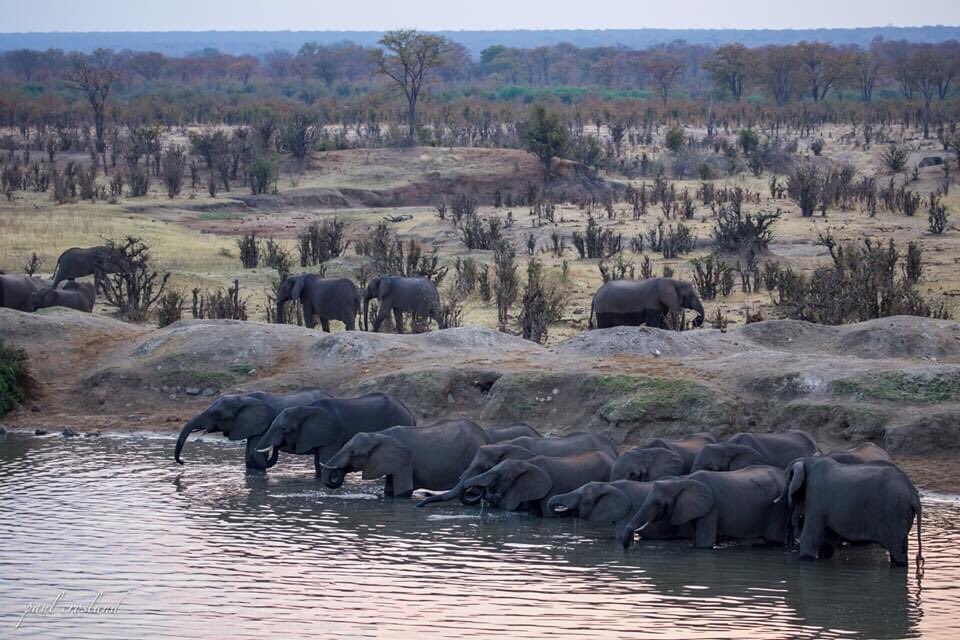 Hwange National Park is home to a lot of wildlife, sometimes receives little rainfall, & also has high temperature. The Masuma dam is a place where animals come to drink water, and elephants cool themselves by having a bath! It’s a beautiful site for game viewing. P. Crosland