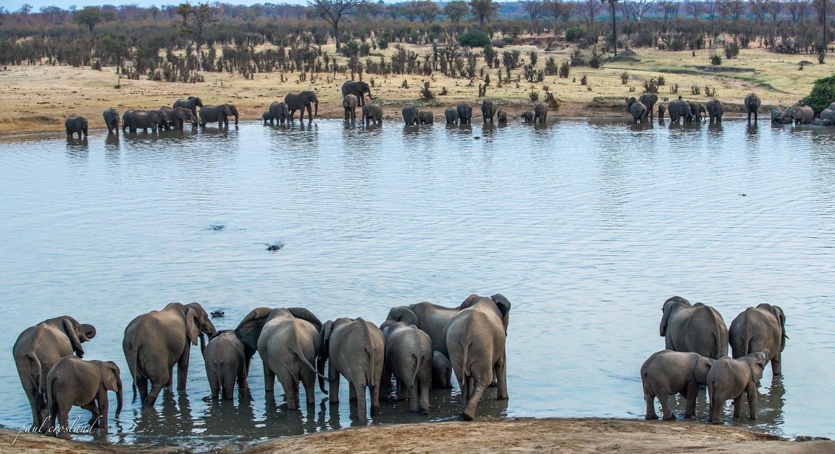 Hwange National Park is home to a lot of wildlife, sometimes receives little rainfall, & also has high temperature. The Masuma dam is a place where animals come to drink water, and elephants cool themselves by having a bath! It’s a beautiful site for game viewing. P. Crosland