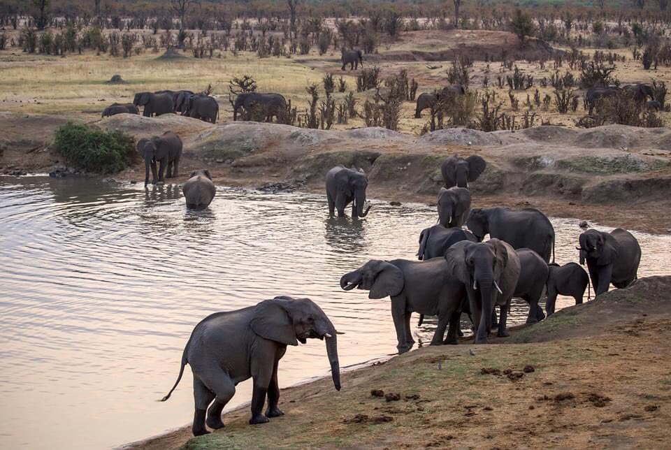 Hwange National Park is home to a lot of wildlife, sometimes receives little rainfall, & also has high temperature. The Masuma dam is a place where animals come to drink water, and elephants cool themselves by having a bath! It’s a beautiful site for game viewing. P. Crosland