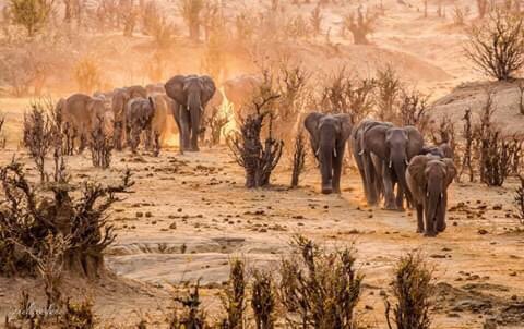Elephants are Zimbabwe’s pride. Conservation efforts have helped protect the huge mammals from being wiped out because of their tusks. The sound of their trumpet, the heavy thud as they walk, their huge figure and composure, are a marvel to the game viewer.  P. Crosland