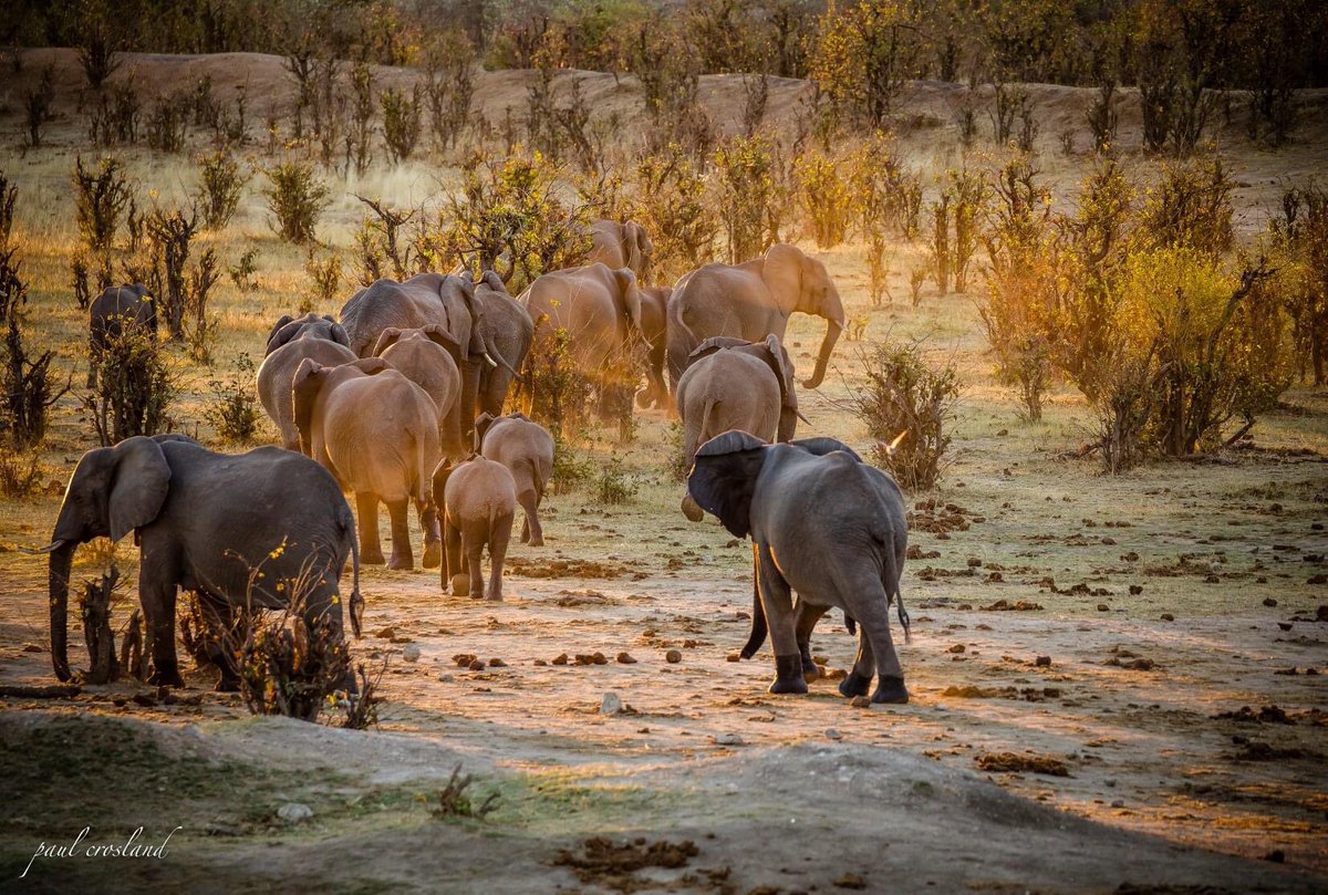 Elephants are Zimbabwe’s pride. Conservation efforts have helped protect the huge mammals from being wiped out because of their tusks. The sound of their trumpet, the heavy thud as they walk, their huge figure and composure, are a marvel to the game viewer.  P. Crosland
