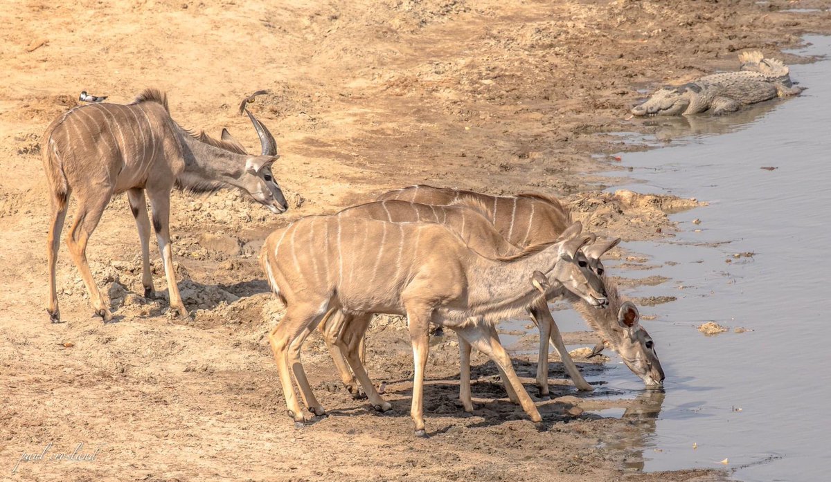 The waterhole is a place for the brave. A lot is at stake. It’s a contest for survival. Crocs want meat to stay alive, their pray want water to quench their thirst, to stay alive. Whether crocs get the meat, or the prey gets their water and escape alive is a matter of seconds.