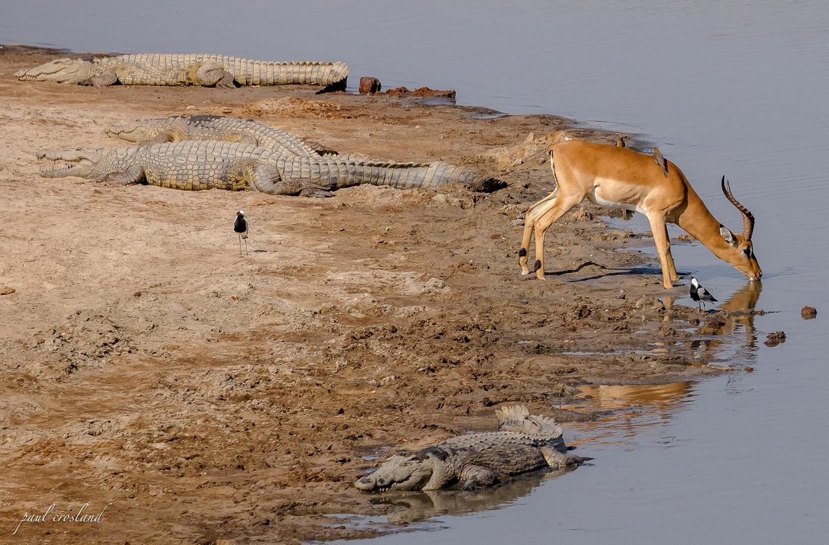 The waterhole is a place for the brave. A lot is at stake. It’s a contest for survival. Crocs want meat to stay alive, their pray want water to quench their thirst, to stay alive. Whether crocs get the meat, or the prey gets their water and escape alive is a matter of seconds.
