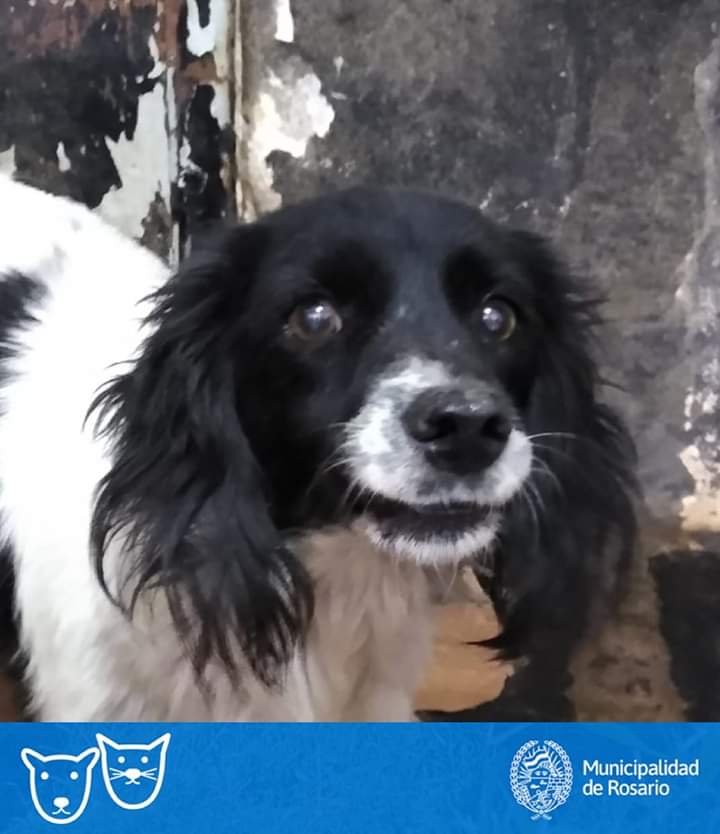 flaviusok's tweet photo. #Rosario #Imusita La dulce y pequeña #Lucy necesita una oportunidad #AdopcionResponsable. Esta en una jaula del Imusa, tiene 5 años
Es tamaño chico, dulce y juguetona.
#Cambialelavida #adoptala
Contacto: 341 4688171 https://t.co/oeTJjgSlxv