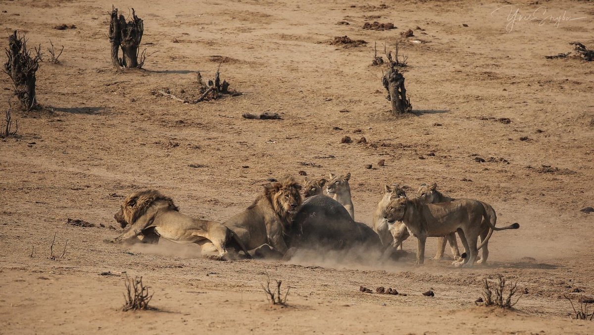 It’s without a doubt that lions are the bosses of the world. The huge cats are never missing in action at Masuma, their prey is easily found by the waterhole. It’s always a great experience to see one of the most fierce, and deadly creatures, so royal, and yet so cute.