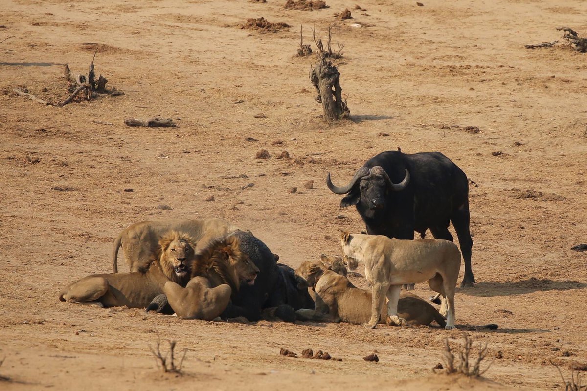 It’s without a doubt that lions are the bosses of the world. The huge cats are never missing in action at Masuma, their prey is easily found by the waterhole. It’s always a great experience to see one of the most fierce, and deadly creatures, so royal, and yet so cute.