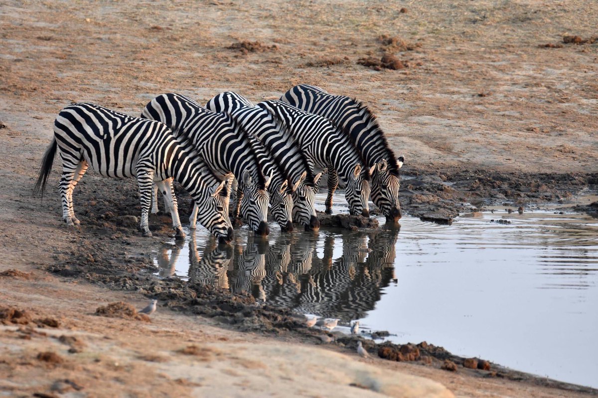 Zebras also come to drink here. And you can see their beautiful stripes. When the grass is green, everyone is happy, and can play around. But just being careful, it’s the wild. See how beautiful it is during the rainy season? We must always pray for the rains.