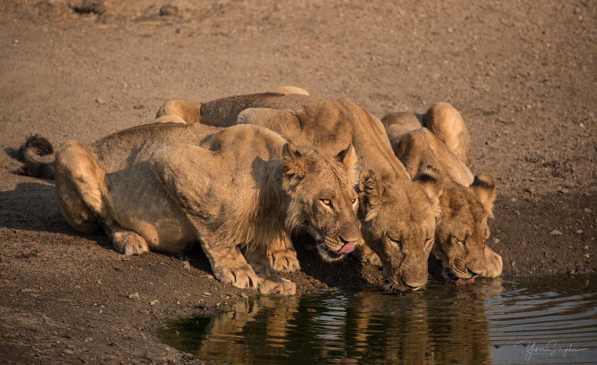 Lions again. I’ll have to feature them twice. Our lions are absolutely our pride. I’m sure the world would love to hear more stories about Zimbabwe’s lions, how they live, habits and all. This is content  @NatGeo would love. Revenue would go towards their conservancy.
