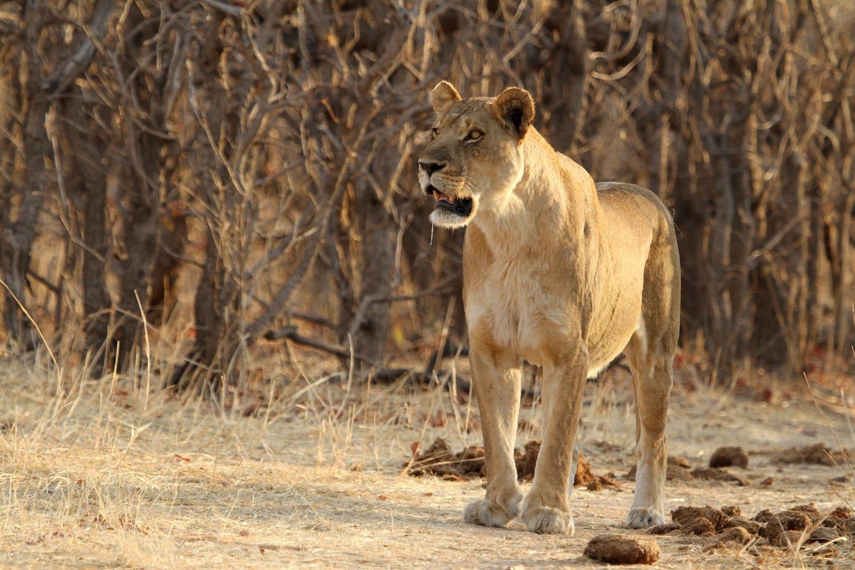 Lions again. I’ll have to feature them twice. Our lions are absolutely our pride. I’m sure the world would love to hear more stories about Zimbabwe’s lions, how they live, habits and all. This is content  @NatGeo would love. Revenue would go towards their conservancy.