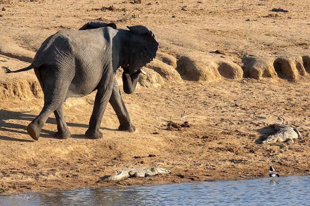 Our elephants are another reason why Zimbabweans should be proud of the conversations efforts being made by  @Zimparks and partners. The jumbos are at risk, because they have a huge price on their task, and are trophies, it takes a lot for them to survive in the wild.