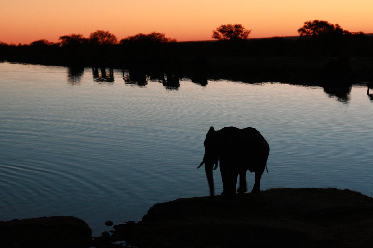 Our elephants are another reason why Zimbabweans should be proud of the conversations efforts being made by  @Zimparks and partners. The jumbos are at risk, because they have a huge price on their task, and are trophies, it takes a lot for them to survive in the wild.