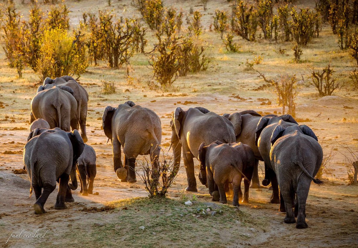 When the time is right, we will travel and see the wildlife of Zimbabwe. But for now, lets be safe. Lets help prevent the spread of  #COVID19. Let’s stay at home. This too shall pass. We shall travel tomorrow.