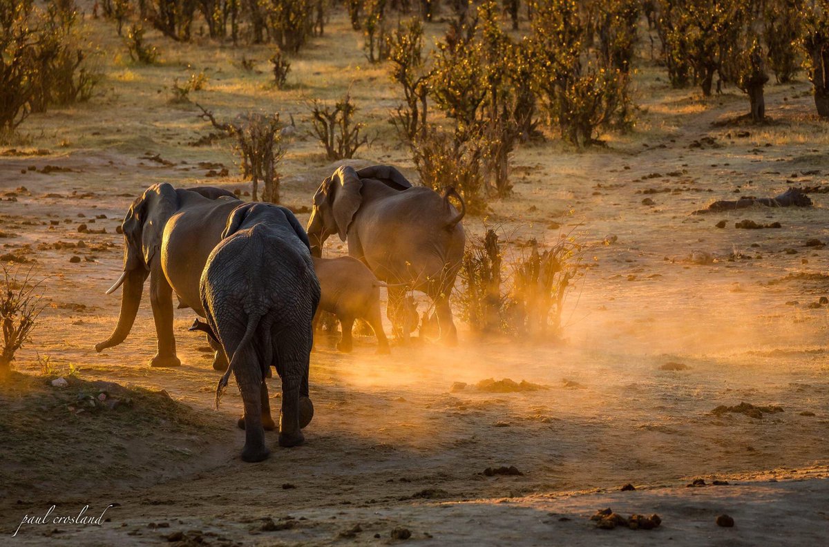 When the time is right, we will travel and see the wildlife of Zimbabwe. But for now, lets be safe. Lets help prevent the spread of  #COVID19. Let’s stay at home. This too shall pass. We shall travel tomorrow.