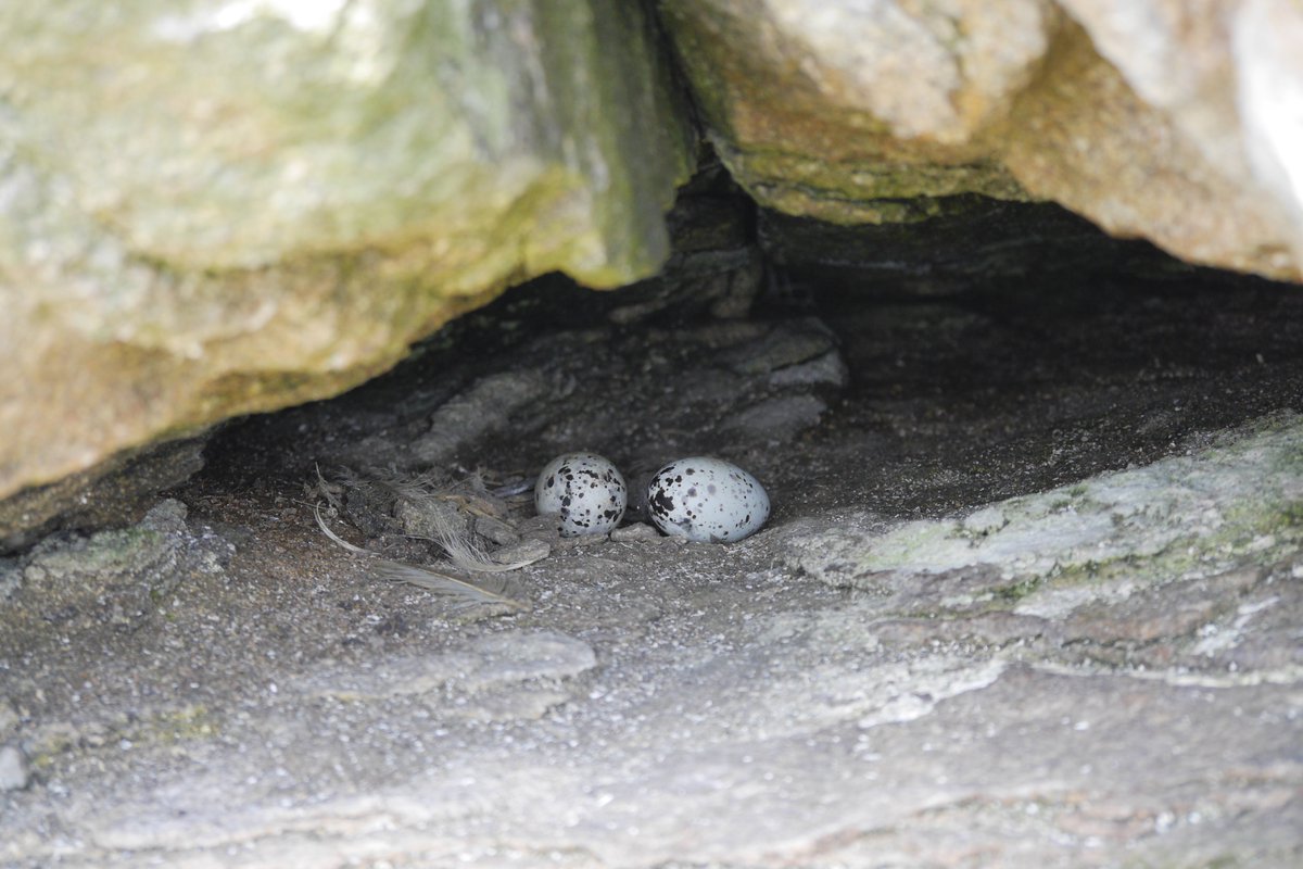 6/9 What bird was nesting in this little cave?