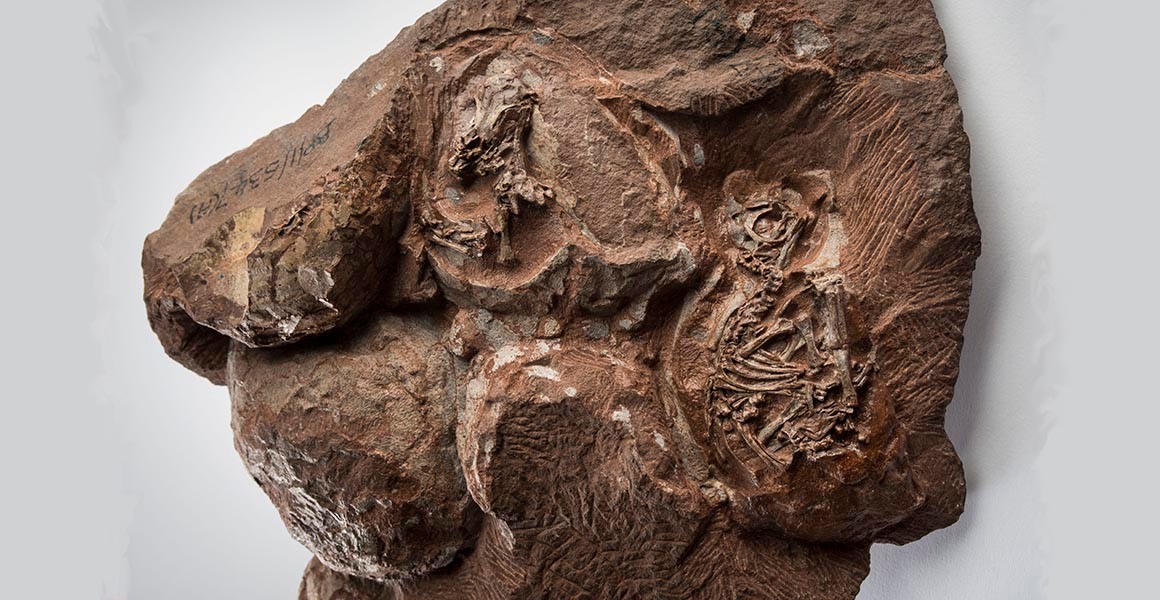 And dinosaur eggs are in the news at the moment, with the publication of current research in which scientists have been able to reconstruct the skulls of dinosaurs in fossilised eggs, revealing new information of about their development. https://www.nhm.ac.uk/discover/news/2020/april/most-detailed-look-inside-worlds-oldest-dinosaur-eggs.html  #MMEncyclopaedia