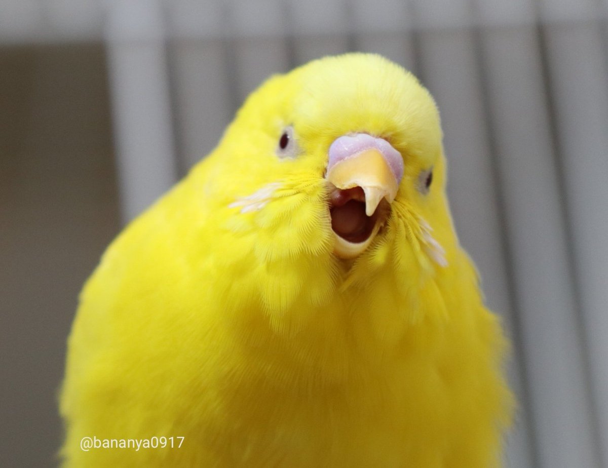 ばなな Auf Twitter 笑えば免疫上がるらしど ナチュラルキラー細胞 だがなんだが まぁ難しい話はいぐわがらねども 少ねぐとも眉間さ皺寄せで過ごすよりは笑ってらほういがべぉん 作り笑いでもいいらしいど 口角上げるべ 免疫 上げるべ