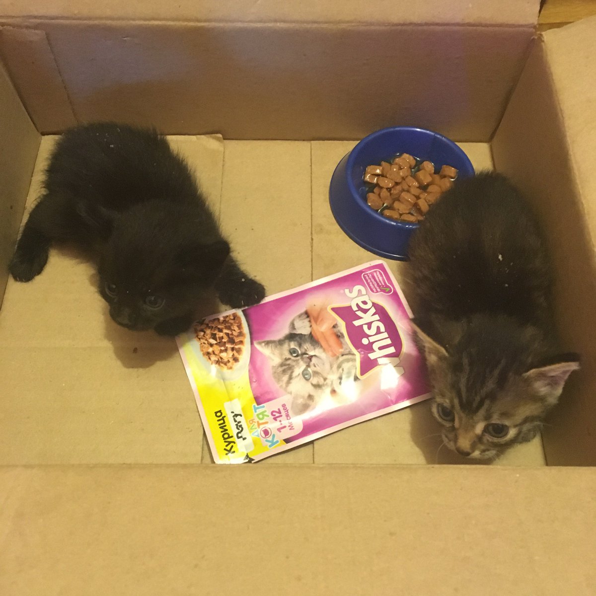 Liadanna's tweet image. Красноярск, тут такое дело... Только я было подумала, что выходное воскресенье пройдёт за размеренной выпечкой арахисового торта, как мой сердобольный муж принёс двух котяток, которых какой-то гад оставил в коробке у подъезда. Пол нам не понятен. Себе оставить не можем. Кому?