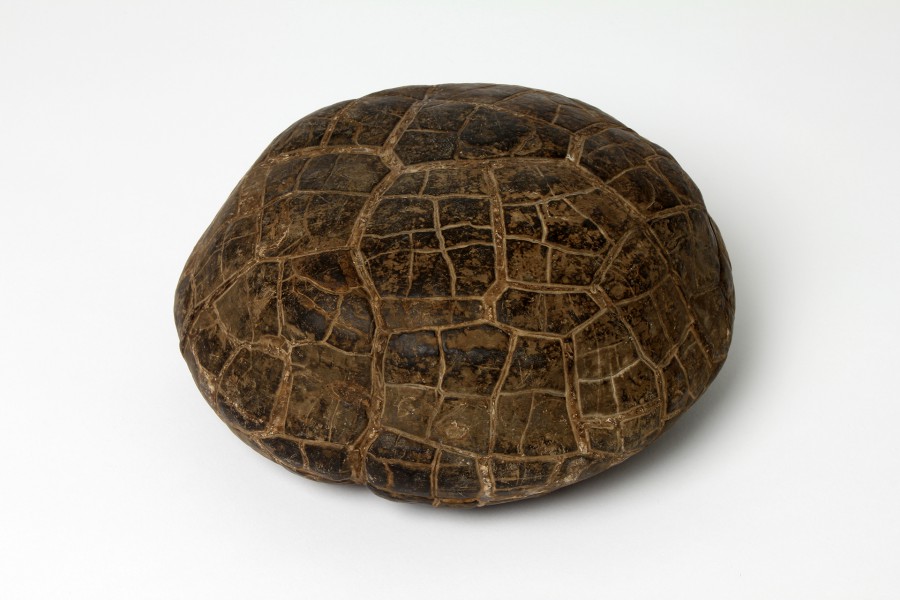 Dinosaur eggs are one of the most commonly misidentified finds for amateur fossil hunters. If you have something at home that you think might be a dinosaur egg, here are some of the ways of identifying them: https://www.youtube.com/watch... href=