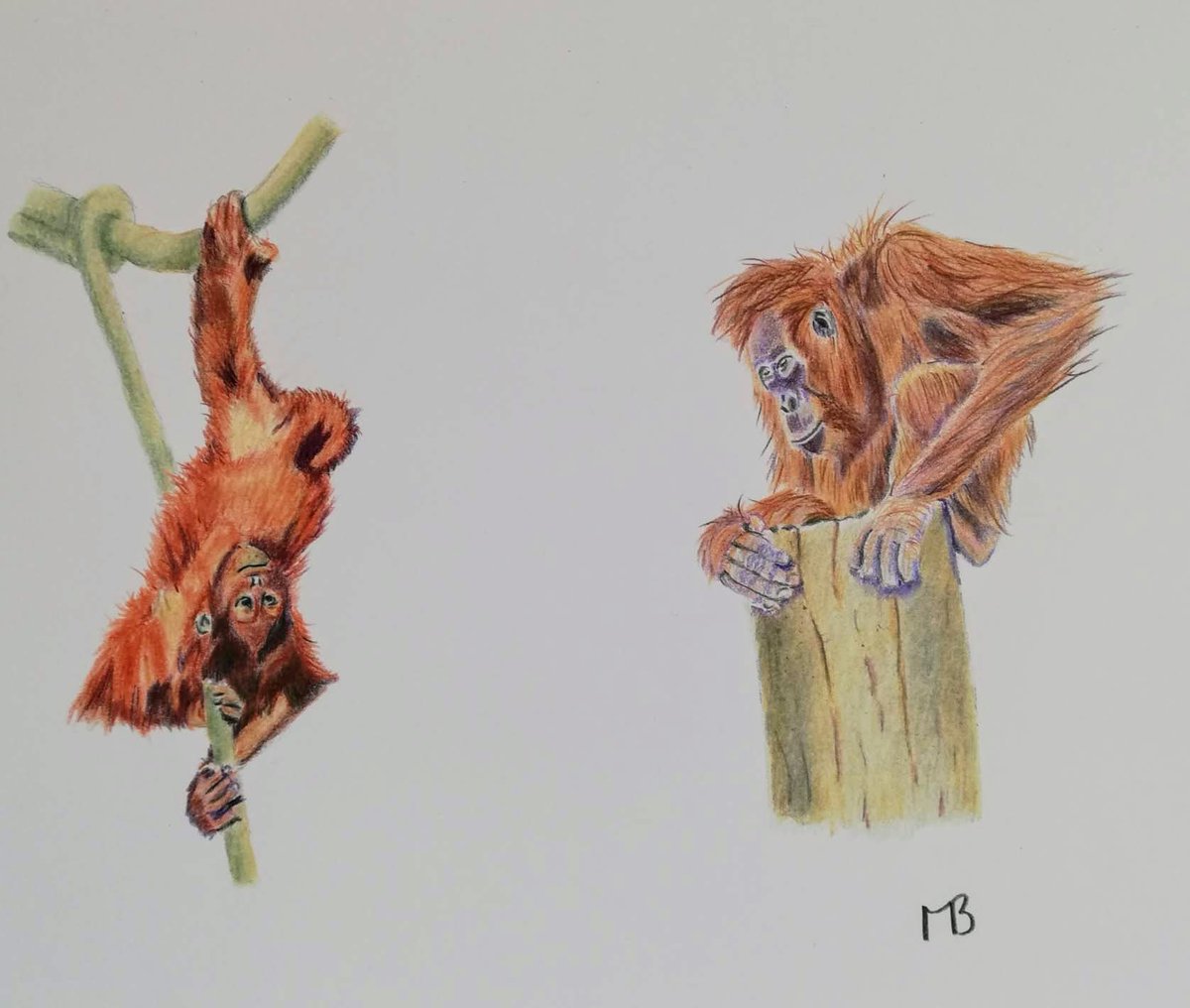 malbro2010's tweet photo. Just hangin' - Wotchew doin'? #colouredpencil #coloredpencil #derwentlightfast #derwentdrawing @derwentart https://t.co/yOokc3t3VY