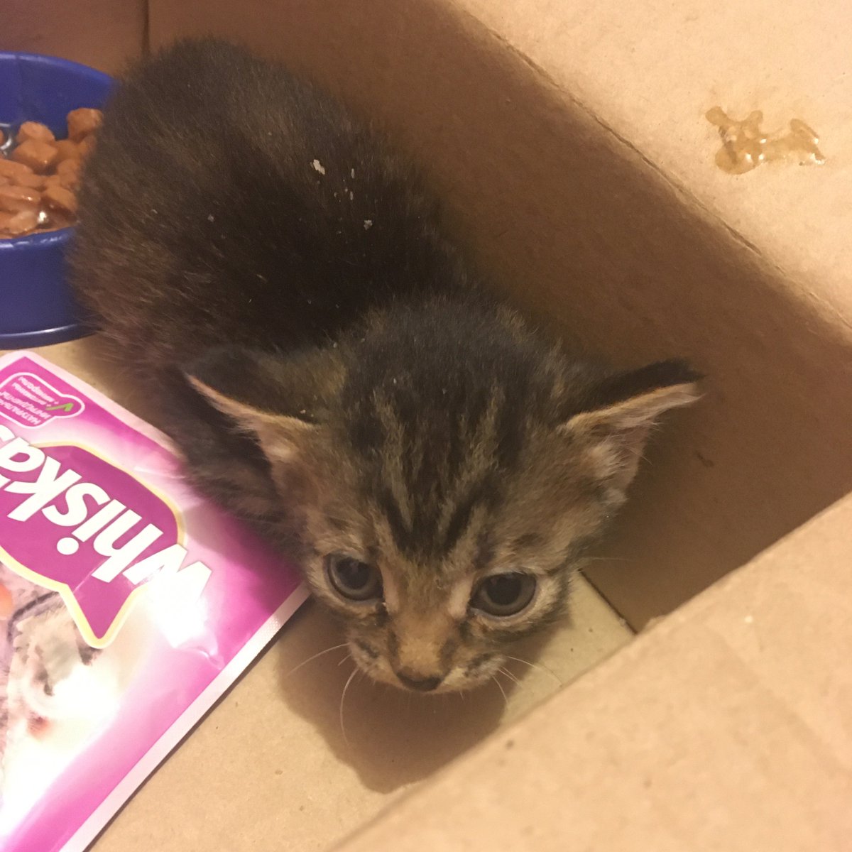 Liadanna's tweet image. Красноярск, тут такое дело... Только я было подумала, что выходное воскресенье пройдёт за размеренной выпечкой арахисового торта, как мой сердобольный муж принёс двух котяток, которых какой-то гад оставил в коробке у подъезда. Пол нам не понятен. Себе оставить не можем. Кому?