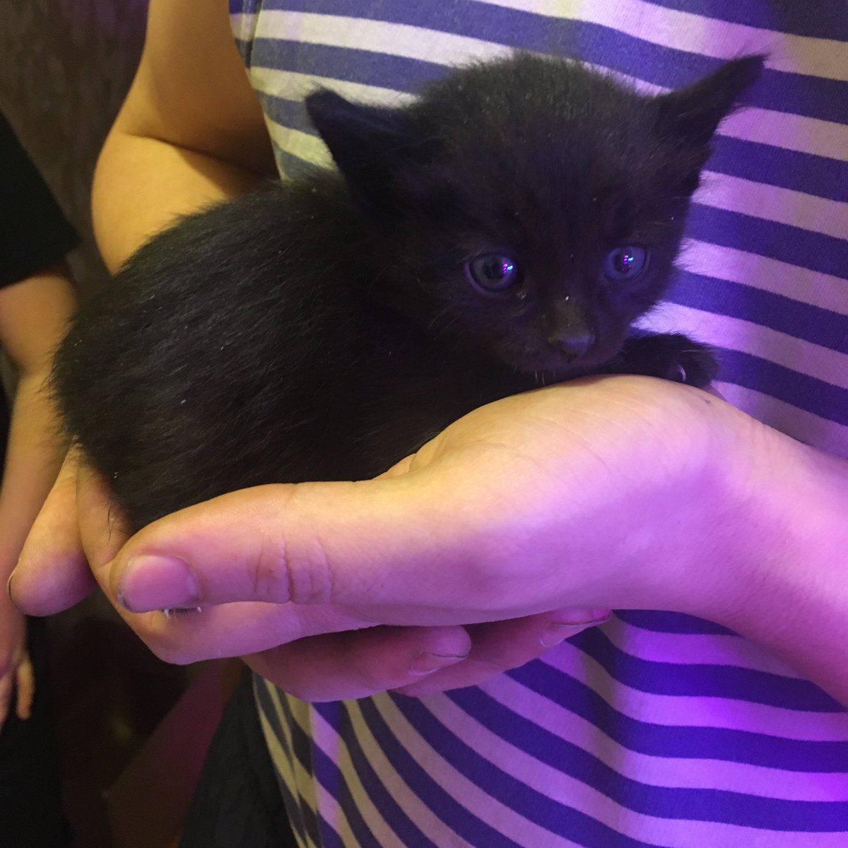 Liadanna's tweet image. Красноярск, тут такое дело... Только я было подумала, что выходное воскресенье пройдёт за размеренной выпечкой арахисового торта, как мой сердобольный муж принёс двух котяток, которых какой-то гад оставил в коробке у подъезда. Пол нам не понятен. Себе оставить не можем. Кому?