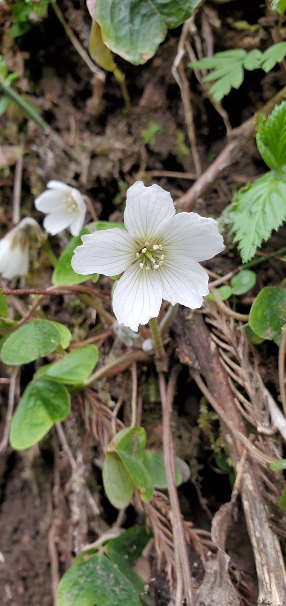 笹が根 菖蒲 ヒメカンアオイとミヤマカタバミ 柳の仲間の花とエンレイソウ