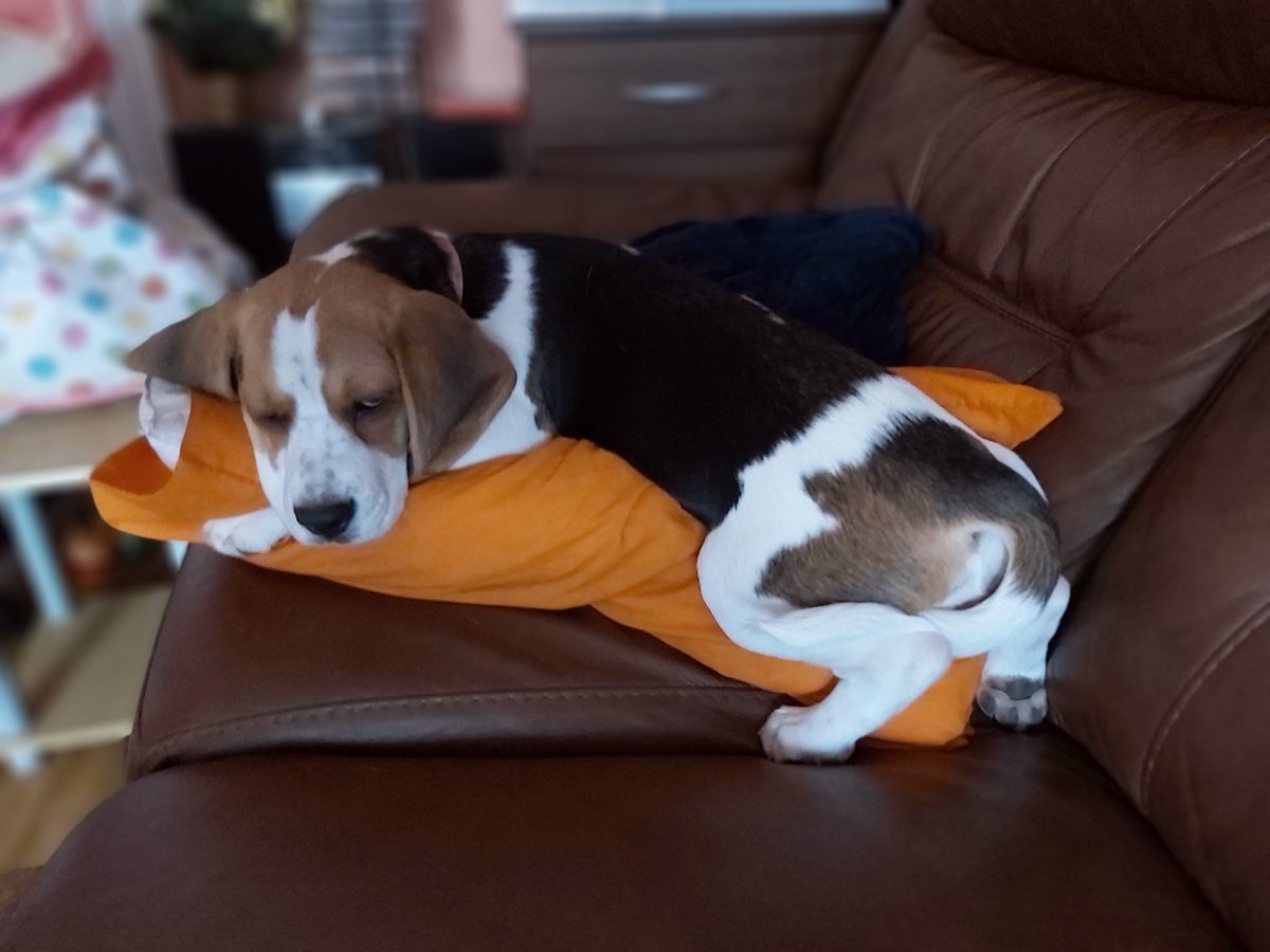 StarTheBeagle's tweet photo. Sleepy puppy after my walkies xx #pupdate #beagle #dogsoftwitter #Dog #cute https://t.co/gOebEoX8Hn