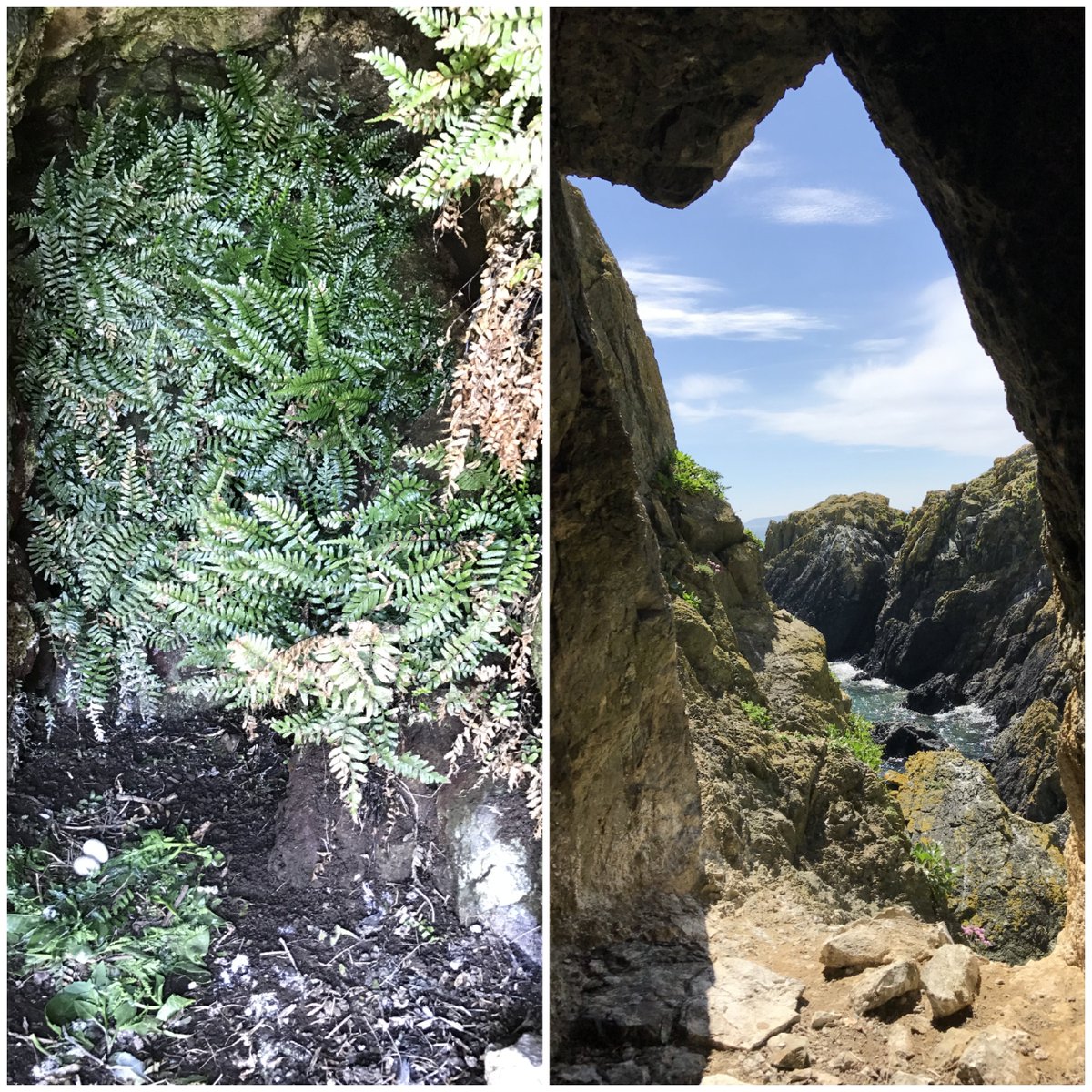 7/9 One of the most beautiful nests I've ever seen with a terrific view!