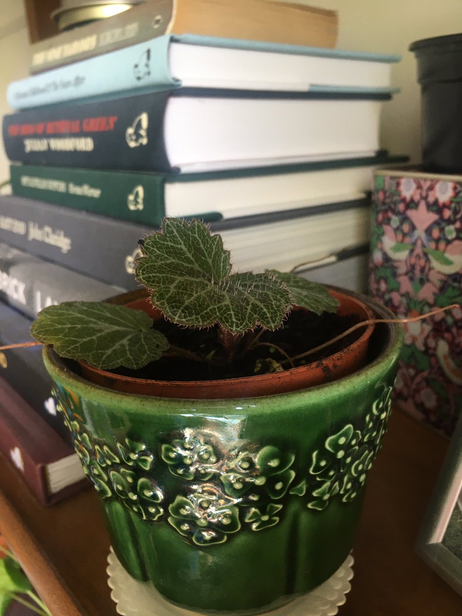 New addition to living room, from balcony garden as it had planted itself in a rogue pot! Saxifraga stolonifera or strawberry begonia, called that since it likes to propagate via runners, like strawberries  #postaplantaday! another lovely vintage pot with  @thegentleauthor books