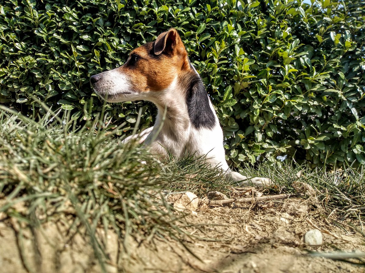Hard, but hopeful  #Easter   'rona update from  #Italy; for anyone who wants to know what six weeks into  #quarantine is like, as well as some stuff about the future.First of all, a sunny Happy Easter from my quarantine buddy to you!1/8