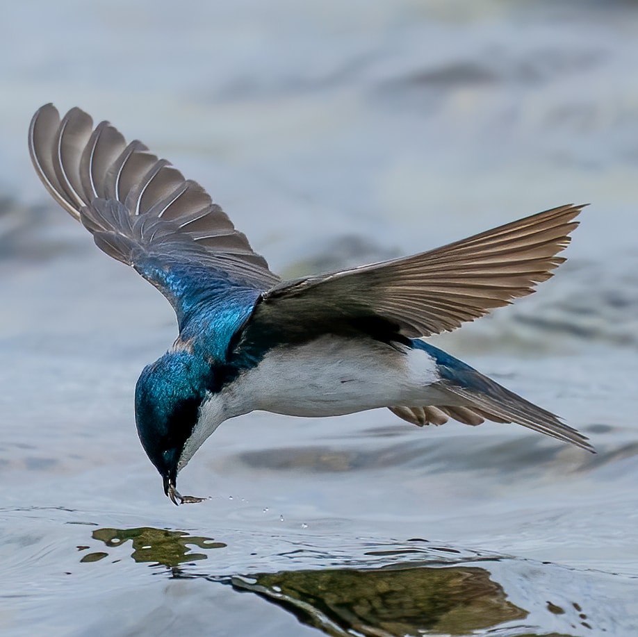 Another run for the Tree Swallow. This time the bug is in the Birds beak. #bug #bird #birdphotography #wow https://t.co/bwmIX77af8