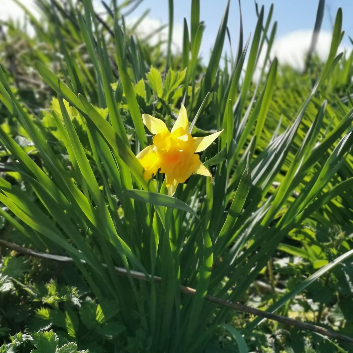 TessJoughin's tweet photo. #HappyEaster2020 #Daffodil #spring #daughter #seththesloth https://t.co/tjmdvBTFwo