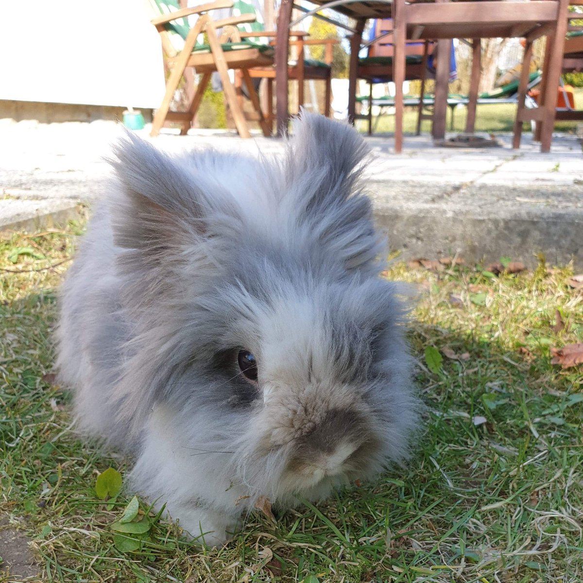🐰