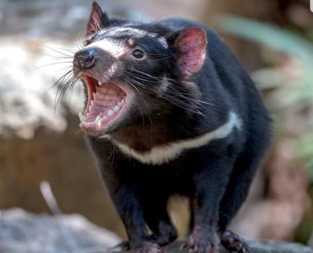 The Tasmanian Devil is native only to Tasmania the smallest state in Australia. Its the largest carnivorous marsupial and weight for weight has the strongest bite of any carnivore in the world. Bites through metal bars easily. Tasmania has the cleanest air in the world.