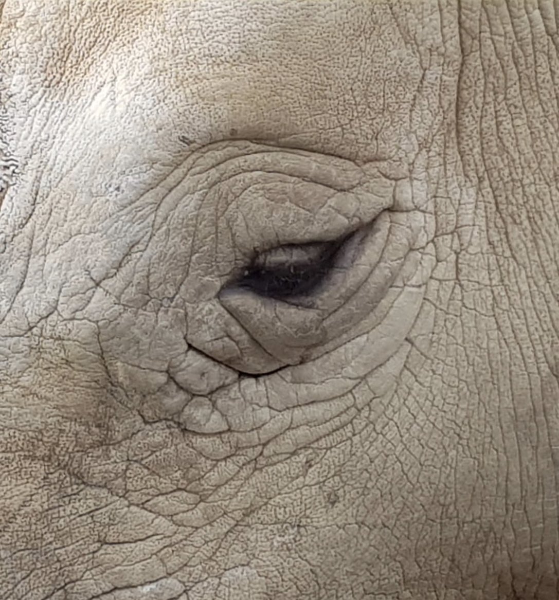 PCabarceno's tweet photo. ¿Sabes qué #animal de #Cabárceno es? https://t.co/RdHdCU3MhO