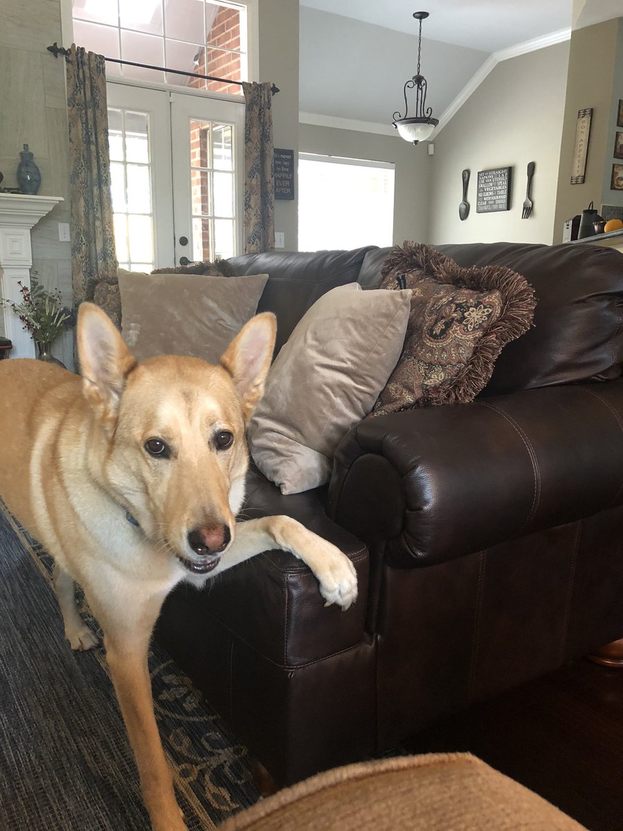 krishfner's tweet photo. I will scratch the crap outa your couch if I don’t get a treat, NOW https://t.co/LoL3H5R1UU