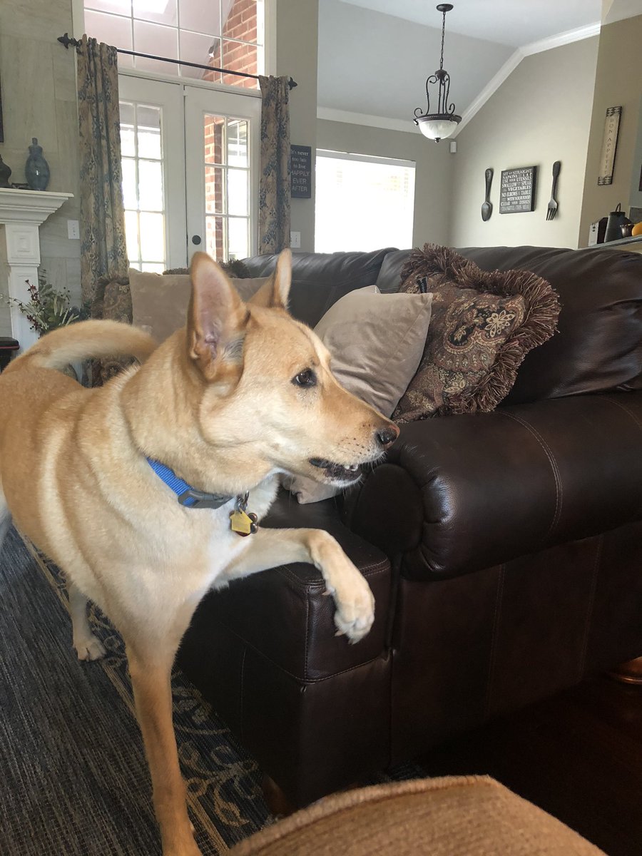 krishfner's tweet photo. I will scratch the crap outa your couch if I don’t get a treat, NOW https://t.co/LoL3H5R1UU