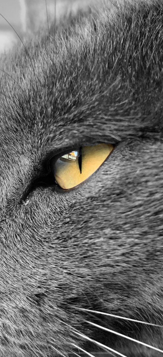 Aloo_Oz's tweet image. 👁 eye spy with mah little eye ... something beginning with “T” ... 👁
#catsoftwitter #cats #waddup #kitty