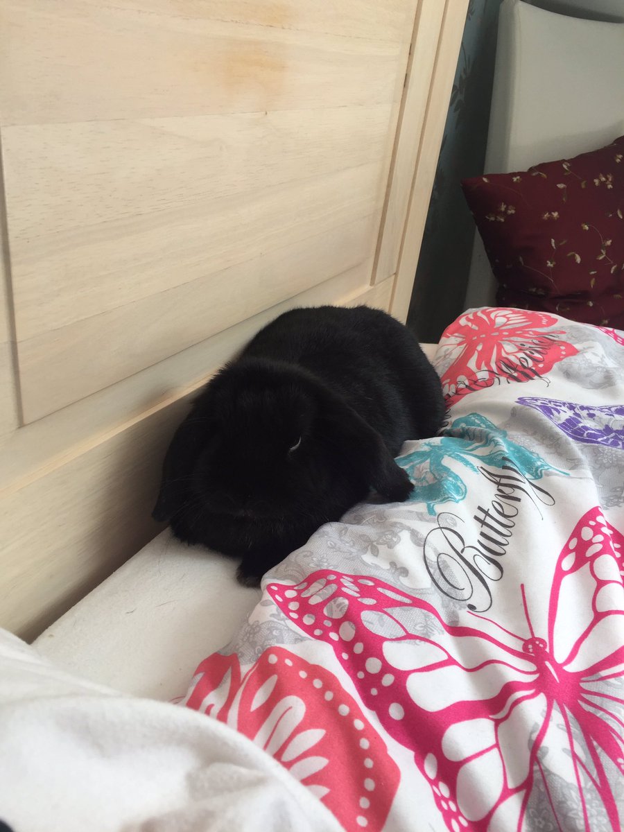 c4ndyram's tweet photo. his name was Blackavar :) https://t.co/jM6kTD7TES