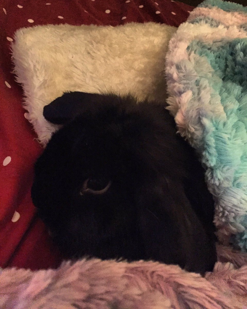 c4ndyram's tweet photo. his name was Blackavar :) https://t.co/jM6kTD7TES