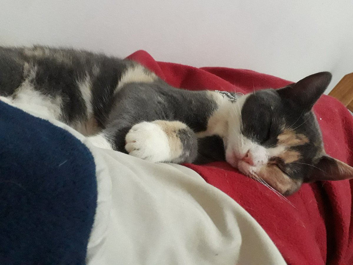 aalfong's tweet photo. ☡ LA PLATA ☡
Necesito que me ayuden a difundir. Es la única forma de dar con quien la tiene. Estoy desesperada buscando a Runa. Se la llevaron de Chascomús en septiembre. El único dato que tengo es que esta allá. NO SE QUÉ ZONA.
OFREZCO RECOMPENSA 🙏 https://t.co/HrzYVgMUTA
