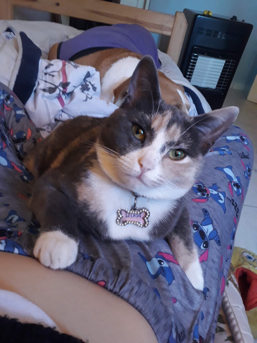aalfong's tweet photo. ☡ LA PLATA ☡
Necesito que me ayuden a difundir. Es la única forma de dar con quien la tiene. Estoy desesperada buscando a Runa. Se la llevaron de Chascomús en septiembre. El único dato que tengo es que esta allá. NO SE QUÉ ZONA.
OFREZCO RECOMPENSA 🙏 https://t.co/HrzYVgMUTA